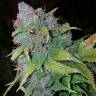 Sweet Deep Grapefruit feminised Dinafem Seeds