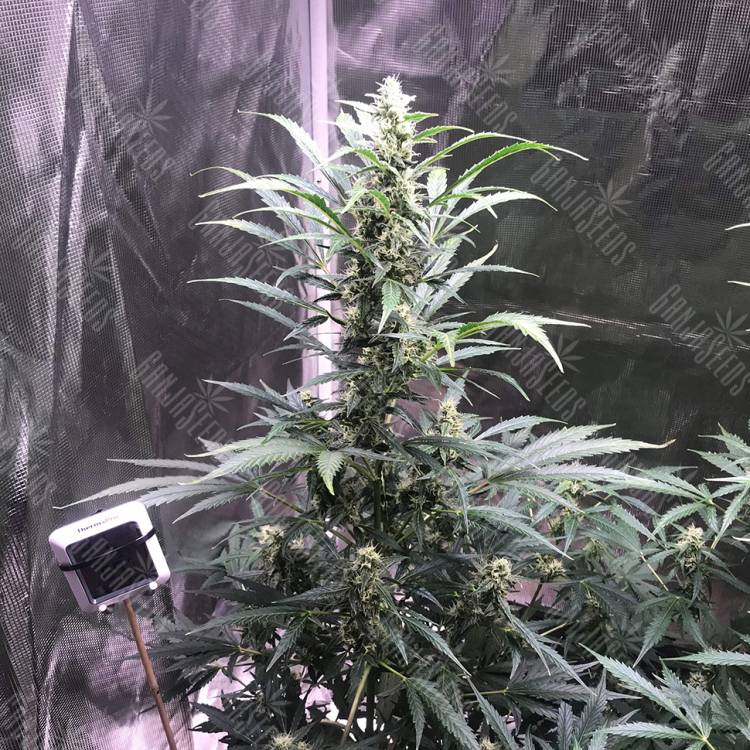 регулярные семена конопли купить Point regular Ganja Seeds