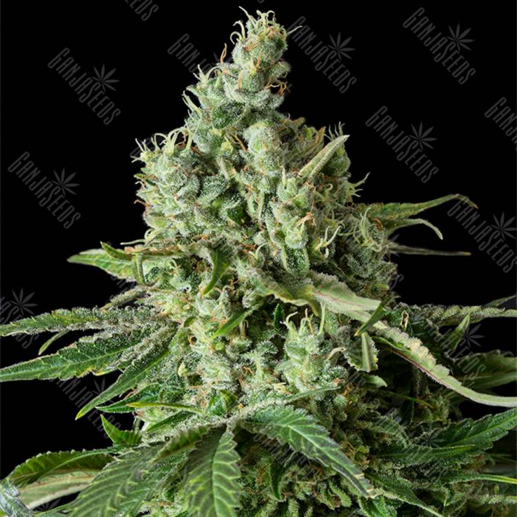 семена конопли Moby Dick CBD feminised Dinafem Seeds