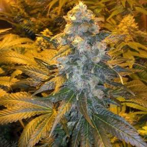 ICE feminised Female Seeds