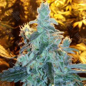 Silver Kush feminised Reserva Privada