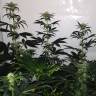 семена конопли для выращивания Silver Kush feminised Reserva Privada