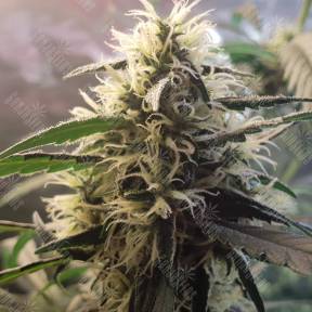 Amnesia feminised Ganja Seeds
