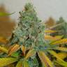 семена конопли медицинской Lemon Skunk feminised