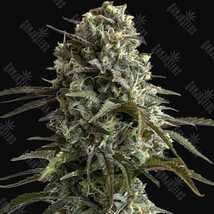 Auto Silver Bullet feminised Ganja Seeds