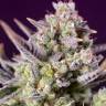 Auto Silver Bullet feminised Ganja Seeds
