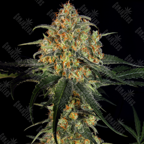 Mass feminised Ganja Seeds