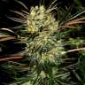 Power Plant regular Ganja Seeds