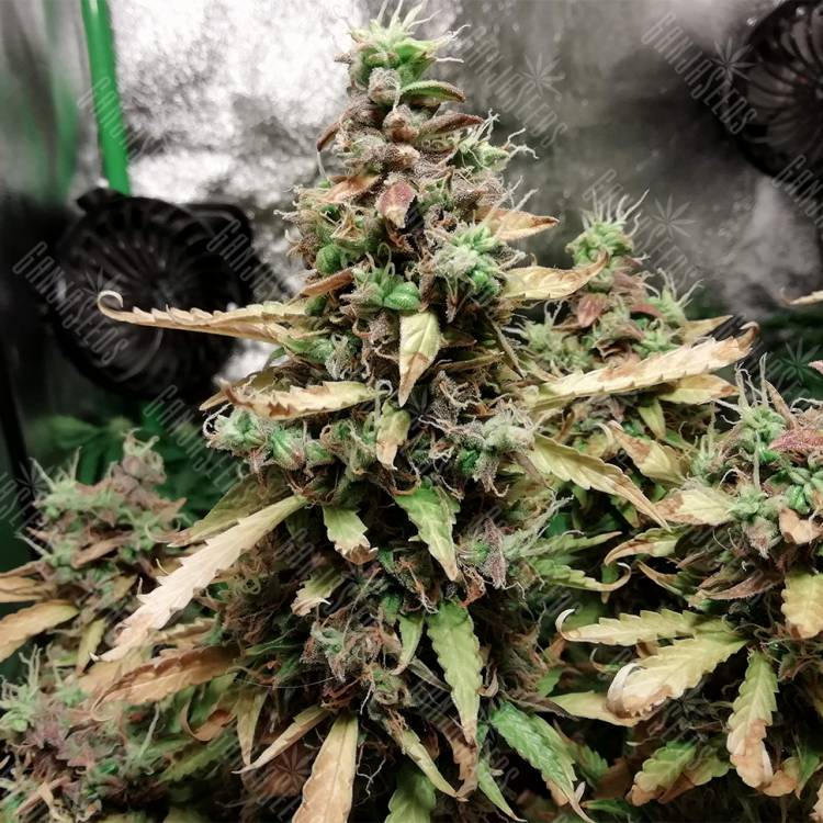 семена конопли автоцвет Auto Malana Bomb feminised Barneys Farm