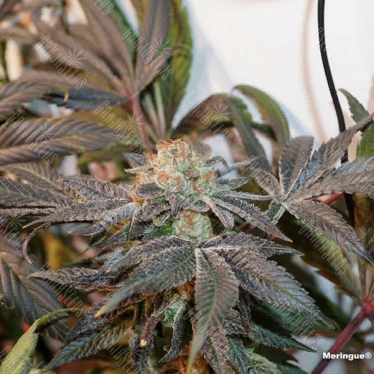 заказать качественные семена конопли Meringue feminised Dutch Passion Seeds