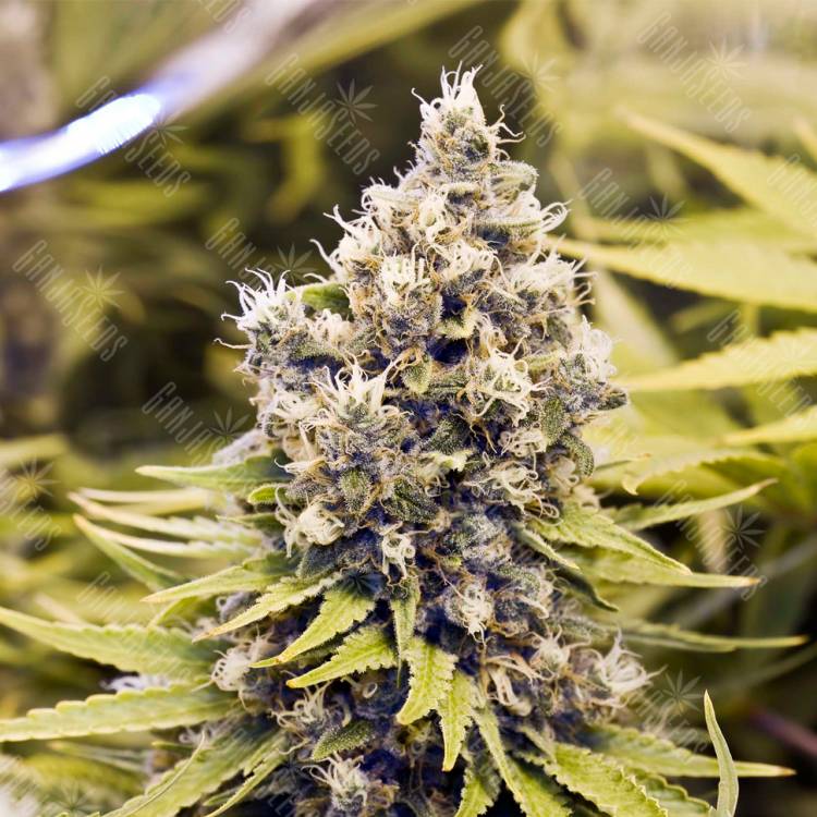 семена конопли феминизированные ICED Grapefruit feminised Female Seeds