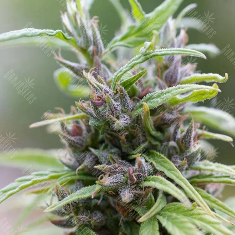 семена конопли дешево Urban Poison feminised Nirvana Seeds