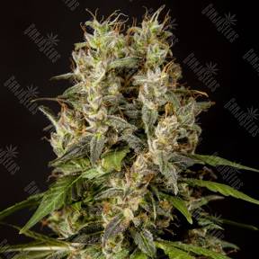 Sweet Love feminised Philosopher Seeds