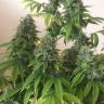 семена конопли гидропоники Sour Diesel feminised Reserva Privada