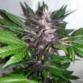 Auto Purple Punch feminised Ganja Seeds