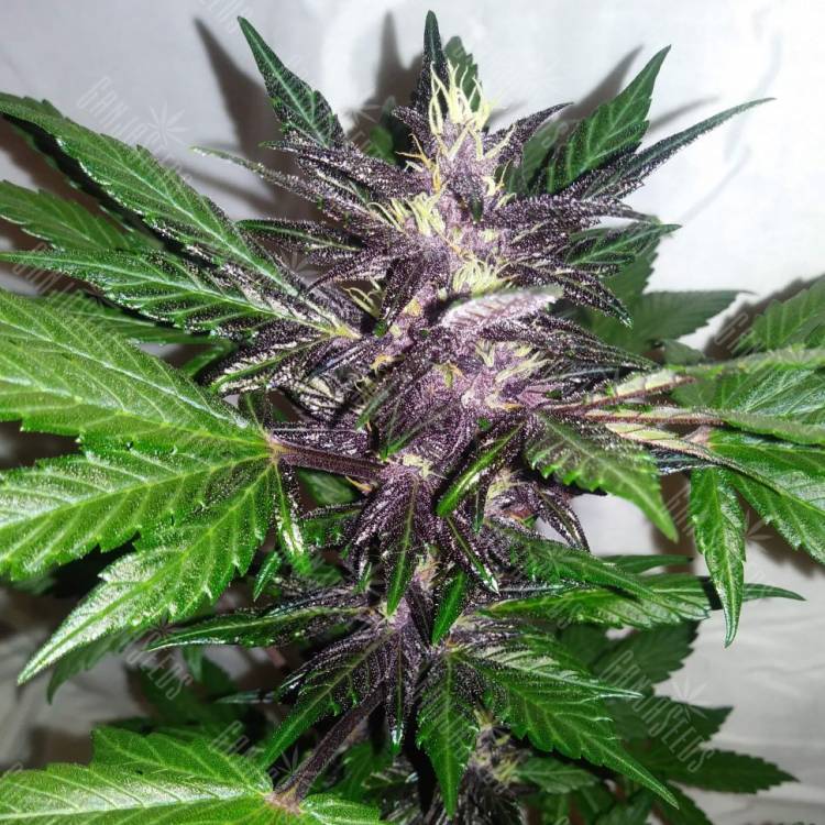 Auto Purple Punch feminised Ganja Seeds