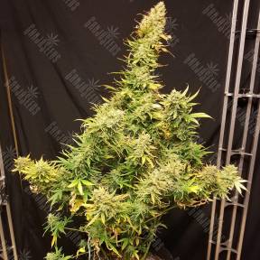 Auto Skunk regular Ganja Seeds