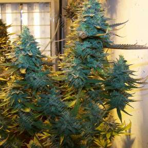 Auto AK Skunk regular Ganja Seeds