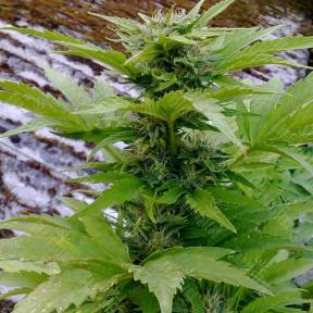 Russian Rocket Fuel feminised Ganja Seeds