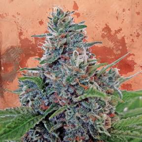 Auto Blue Amnesia feminised Ganja Seeds