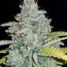 купить семена конопли на сайте Auto Dreamberry feminised