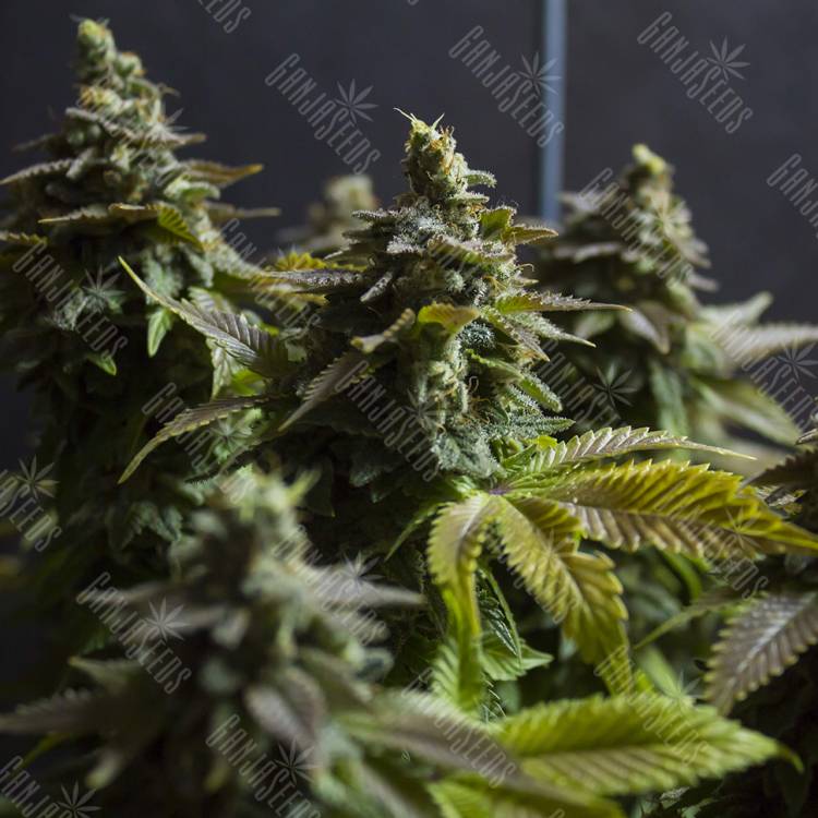 White Widow feminised Dinafem Seeds