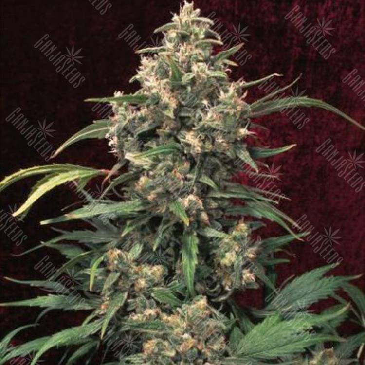урожайные семена конопли Indoor Mix feminised Female Seeds