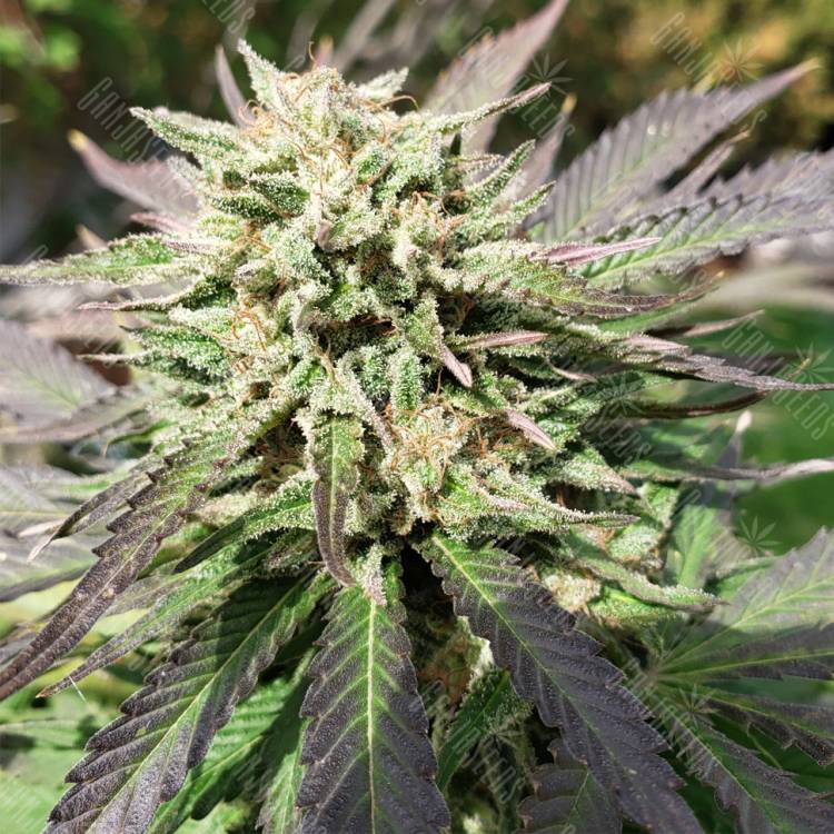качественные семена конопли Cookies Haze feminised Kannabia Seeds