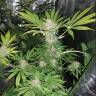 урожайные семена конопли Cookies Haze feminised Kannabia Seeds