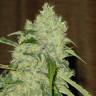 семена конопли курьером Bubble Gum regular Serious Seeds
