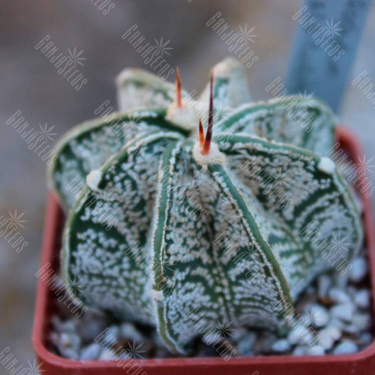 Семена кактуса Astrophytum capricorne tmavy trn