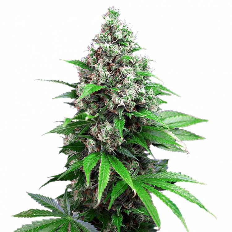 Семена марихуаны Auto Killer Kush feminised GanjaLiveSeeds