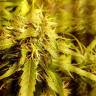 семена конопли для курения Moby Dick feminised