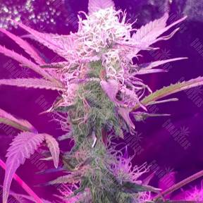 Auto Lemon Haze feminised Ganja Seeds