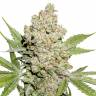 Auto Magnesia Haze feminised Ganja Seeds