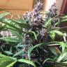 Auto Buddha Purple Kush feminised Buddha Seeds
