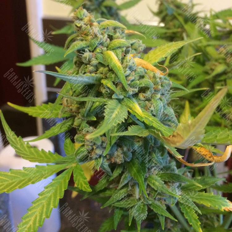 где заказать семена конопли Purple Ryder regular Ganja Seeds