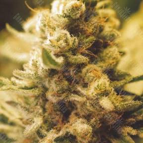 Lemon Kush feminised Female Seeds