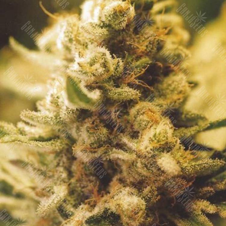 семена конопли недорого Lemon Kush feminised Female Seeds