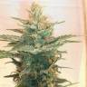 заказ семян конопли Москва Lemon Kush feminised Female Seeds
