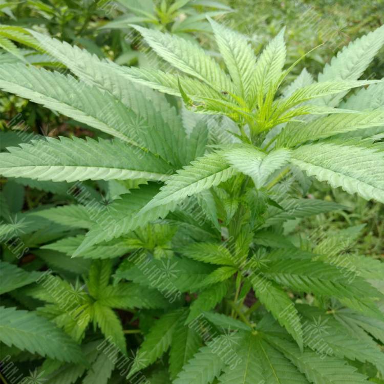 семена конопли Россия Colombian Jack feminised Kannabia Seeds