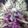 семена конопли f1 в оригинальной упаковке White Castle feminised Nirvana Seeds