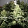 семена конопли марихуаны Chronic regular Serious Seeds