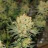 семена конопли медицинской Chronic regular Serious Seeds