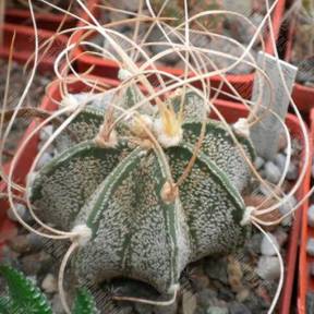 Astrophytum capricorne cv. Weise stachel