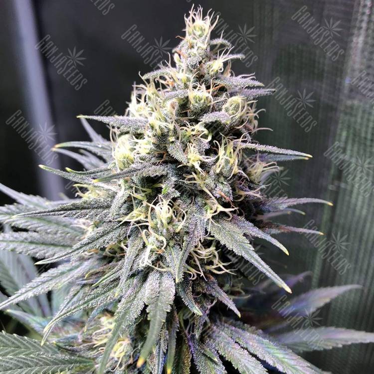 Семена конопли Auto Chocolope feminised GanjaLiveSeeds