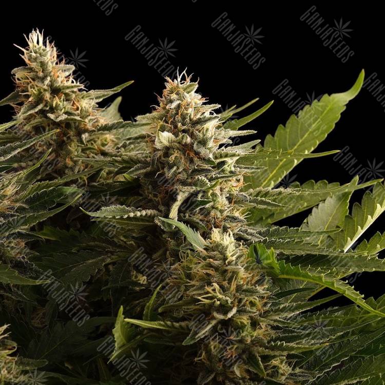 сортовые семена конопли Colombian Gold feminised