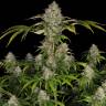 Amnesia Lemon feminised Ganja Seeds