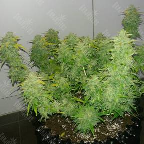Auto Orange feminised Ganja Seeds