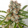 семена конопли автоцвет Auto Orange feminised
